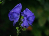 Aconitum carmichaelii 'Arendsii'  bestellen